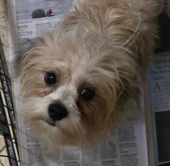 Stitch Patch Chip Finn -  Shih Tzu and Havanese Dog for Adoption in Suffolk, Virginia - Stitch Patch Chip Finn | PetCurious