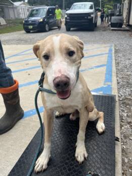 Ranger -  Labrador Retriever and Mixed Breed Dog for Adoption in Lawrenceburg, Tennessee - Ranger | PetCurious