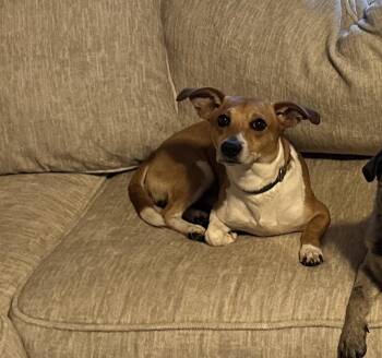 Jack Russell Terrier Dogs Available for Adoption in Lexington, Kentucky - Jackson JRT | PetCurious