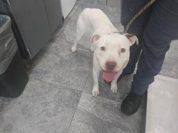 Aspen -  Mixed Breed Dog for Adoption in Oxford, North Carolina - Aspen | PetCurious