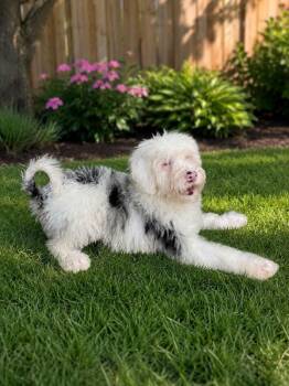Keller -  Bernadoodle Dog for Adoption in Anniston, Alabama - Keller | PetCurious