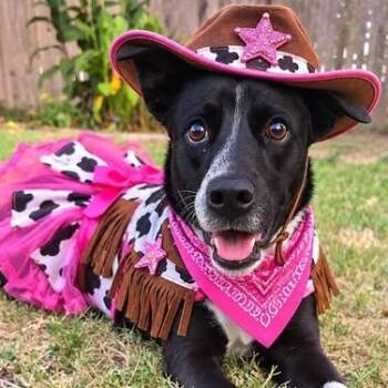 Gisselle -  Australian Cattle Dog Blue Heeler Dog for Adoption in Center Point, Texas - Gisselle | PetCurious