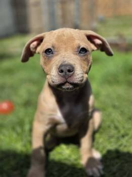 Etta James -  American Bulldog and Boxer Dog for Adoption in Appin, Ontario - Etta James | PetCurious