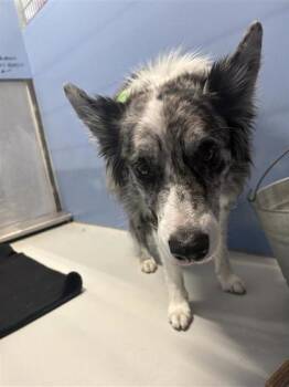 Lucca -  Border Collie and Mixed Breed Dog for Adoption in El Paso, Texas - Lucca | PetCurious