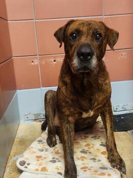 A2097692 -  Staffordshire Bull Terrier and Mixed Breed Dog for Adoption in Houston, Texas - A2097692 | PetCurious