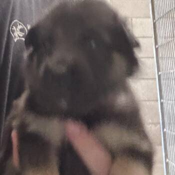 Girl -  Shepherd and Mixed Breed Dog for Adoption in Yuma, Arizona - Girl | PetCurious