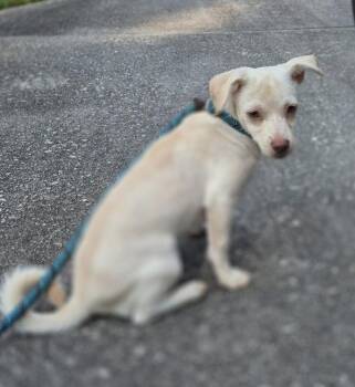 236 -  Chihuahua Dog for Adoption in Lawrenceville, Georgia - 236 | PetCurious