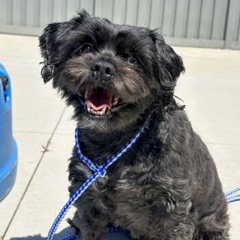 Lola -  Mixed Breed Dog for Adoption in Matteson, Illinois - Lola | PetCurious