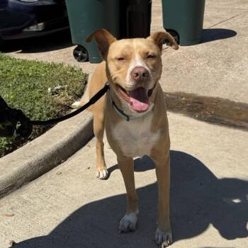 American Staffordshire Terrier Dogs Available for Adoption - Bruno | PetCurious