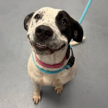 Astrid -  Mixed Breed Dog for Adoption in Sarasota, Florida - Astrid | PetCurious