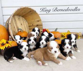 King Bernedoodles  -  Bernedoodle Dog for Sale in Salem, Utah - King Bernedoodles  | PetCurious
