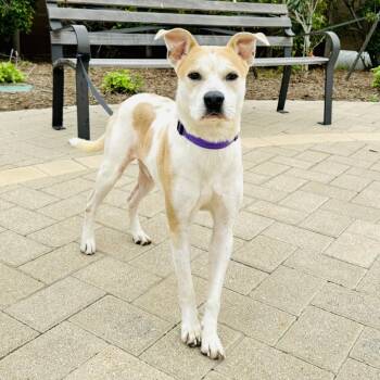 Rescue Mixed Breed Dogs for Adoption in League City, Texas - Ebenezer | PetCurious