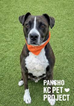 Pit Bull Terrier and Mixed Breed Dogs Available for Adoption in Kansas City, Missouri - Pancho | PetCurious