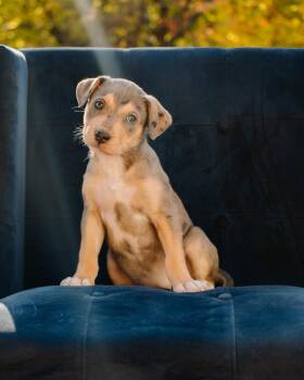 Whisper -  Pit Bull Terrier and German Shepherd Dog Dog for Adoption in Simsbury, Connecticut - Whisper | PetCurious