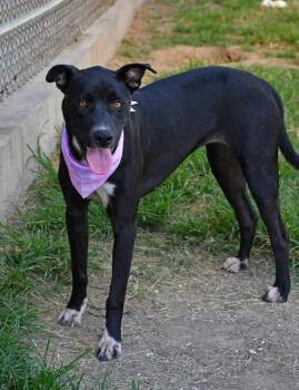 Junie B. #A-143141 -  Labrador Retriever and Pit Bull Terrier Dog for Adoption in Silsbee, Texas - Junie B. #A-143141 | PetCurious