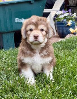 Poodle and Labrador Retriever Dogs Available for Adoption in Hillside, Illinois - Scallion CA | PetCurious