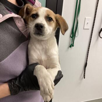 Mixed Breed Dogs Available for Adoption - Acadia | PetCurious