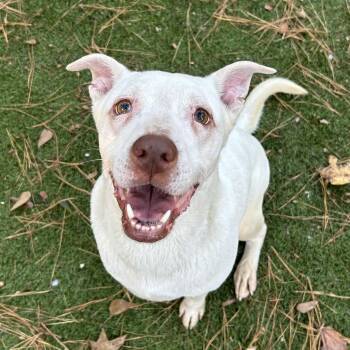 Casanova -  American Bulldog and Labrador Retriever Dog for Adoption in Magnolia, Texas - Casanova | PetCurious