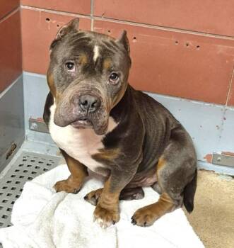 CHARLES -  American Staffordshire Terrier and Mixed Breed Dog for Adoption in Houston, Texas - CHARLES | PetCurious