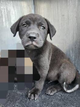 NEPTUNE -  American Staffordshire Terrier Dog for Adoption in San Antonio, Texas - NEPTUNE | PetCurious