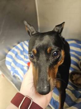Sheila -  Miniature Pinscher and Mixed Breed Dog for Adoption in South Bend, Indiana - Sheila | PetCurious