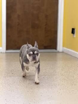 Retro -  French Bulldog Dog for Adoption in York, South Carolina - Retro | PetCurious