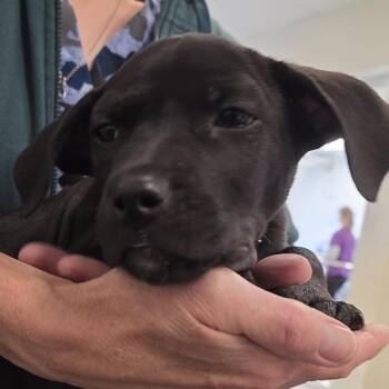 Jarrett -  Mixed Breed Dog for Adoption - Jarrett | PetCurious