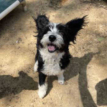 Schnauzer Dogs Available for Adoption in Manchester, New Hampshire - Stratt In NH! Come Meet Our Adoptable Dogs Wednesday-Saturday. M | PetCurious