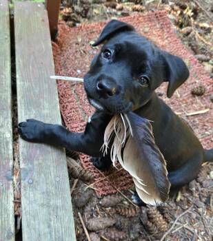 Winnie -  Mastiff Dog for Adoption in Bellingham, Washington - Winnie | PetCurious