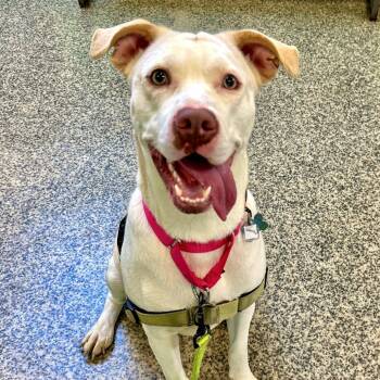 Labrador Retriever and Mixed Breed Dogs Available for Adoption in Falls Church, Virginia - Samantha | PetCurious