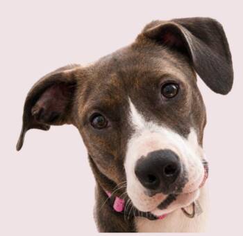 Cove -  Mixed Breed Dog for Adoption in Tampa, Florida - Cove | PetCurious