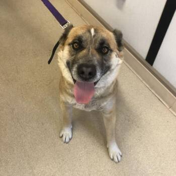 German Shepherd Dog and Husky Dogs Available for Adoption - Layla | PetCurious