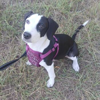 Bailey -  Pit Bull Terrier and Beagle Dog for Adoption in Wadena, Minnesota - Bailey | PetCurious