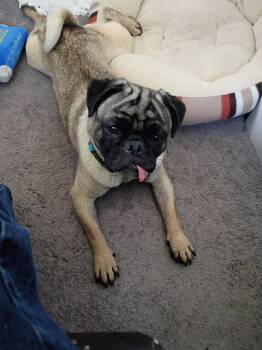 Pug Dogs Available for Adoption in Brooklyn Center, Minnesota - Gene Simmons | PetCurious
