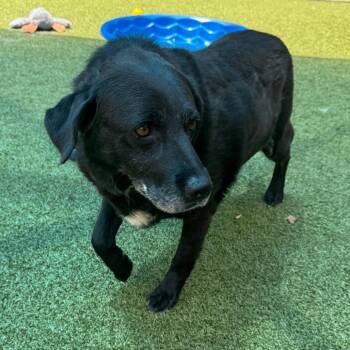 Sea -  Black Labrador Retriever Dog for Adoption in Greensboro, North Carolina - Sea | PetCurious