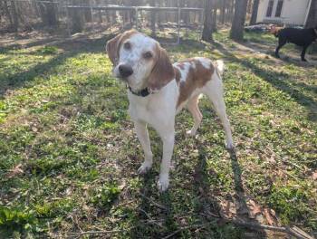 Rescue Hound Dogs for Adoption in Media, Pennsylvania - Cowboy | PetCurious