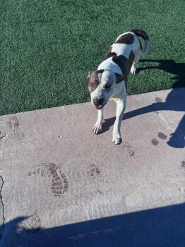 Pit Bull Terrier Dogs Available for Adoption in Harrisonville, Missouri - Tank | PetCurious