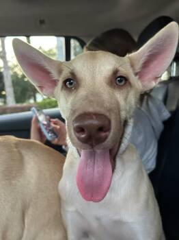 Tipsy -  Shepherd Dog for Adoption in Tallahassee, Florida - Tipsy | PetCurious