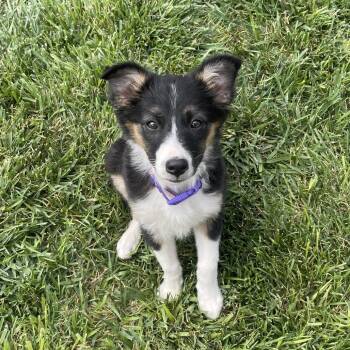 Opal -  Australian Shepherd Dog for Adoption in St. George, Utah - Opal | PetCurious