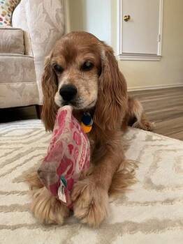 Healey -  Cocker Spaniel Dog for Adoption in Austin, Texas - Healey | PetCurious