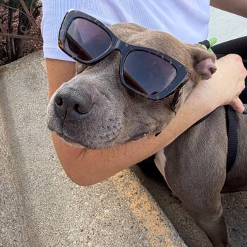 Lottie -  Mixed Breed Dog for Adoption in Blue Island, Illinois - Lottie | PetCurious