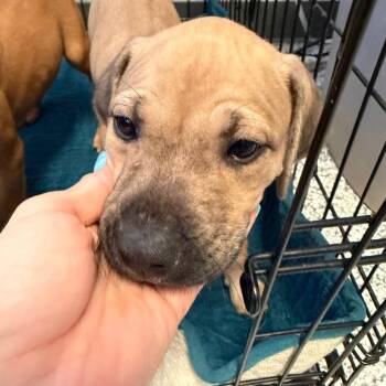 Dolly -  Mixed Breed Dog for Adoption in Port Charlotte, Florida - Dolly | PetCurious