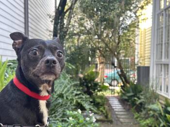 Rescue Chihuahua Dogs for Adoption in New Orleans, Louisiana - Bennie | PetCurious