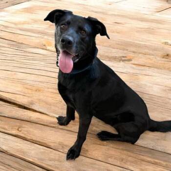 Rosie -  Labrador Retriever and Mixed Breed Dog for Adoption in Cumberland, Maryland - Rosie | PetCurious