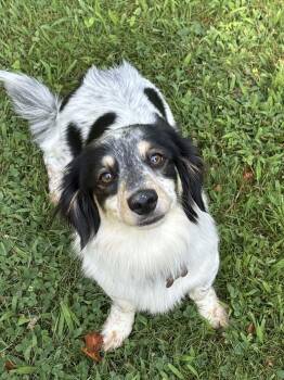 Milo -  Dachshund Dog for Adoption in Coatesville, Pennsylvania - Milo | PetCurious