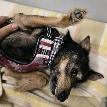 Draco -  Terrier and Schnauzer Dog for Adoption in Fort Lauderdale, Florida - Draco | PetCurious