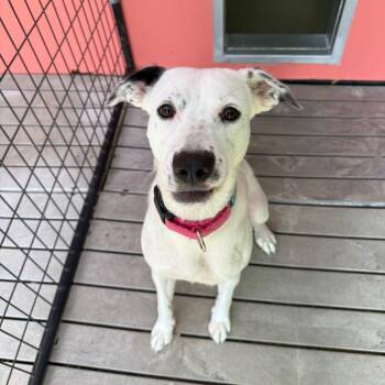 Milan -  Mixed Breed Dog for Adoption in Bradenton, Florida - Milan | PetCurious