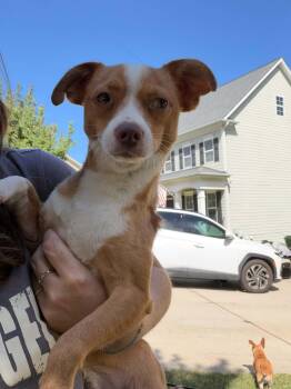 Bruno -  Chihuahua Dog for Adoption in Holly Springs, North Carolina - Bruno | PetCurious