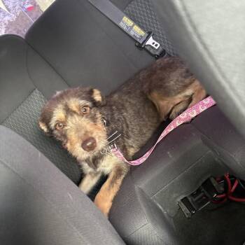 Terrier Dogs Available for Adoption in Woodstock, Ontario - Java  | PetCurious