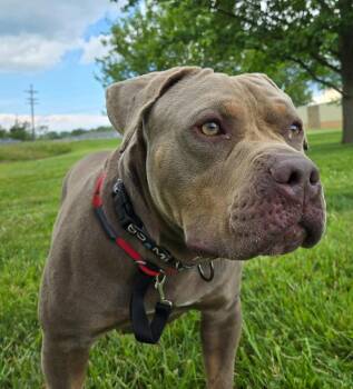 Betsy Ross -  Terrier and American Staffordshire Terrier Dog for Adoption in Sandusky, Ohio - Betsy Ross | PetCurious